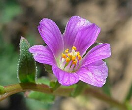 Calandrinia menziesii flower